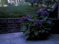 Garden Foxcombe Drive Tilehurst